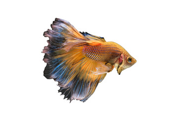 Yellow  betta fish or splendens fighting fish in thailand on transparent background.	