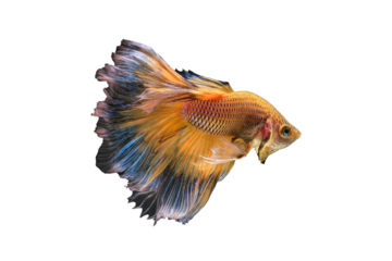 Yellow  betta fish or splendens fighting fish in thailand on transparent background.	
