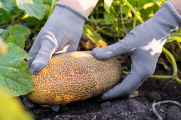 overripe cucumber in the hands of a farmer, cucumber for seeds, brown cucumber with cracked skin