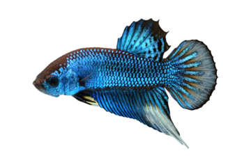 Blue wild betta fish or splendens fighting fish in thailand on transparent background.