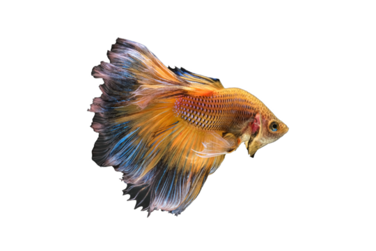 Yellow  betta fish or splendens fighting fish in thailand on transparent background.	