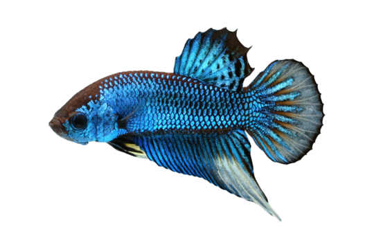 Blue wild betta fish or splendens fighting fish in thailand on transparent background.