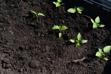 close-up plant pepper seedlings in the ground