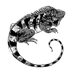 iguanas - obrazy, fototapety, plakaty