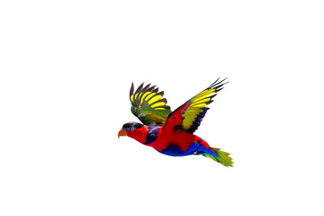 Colorful Black-capped lory flying isolated on transparent background png file