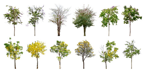 Obraz premium Collection Trees and bonsai green leaves. total 12 trees. (png) The Ratchaphruek tree is blooming bright yellow and purple (violet). 