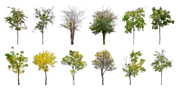 Collection Trees and bonsai green leaves. total 12 trees.  (png) The Ratchaphruek tree is blooming bright yellow and purple (violet).	