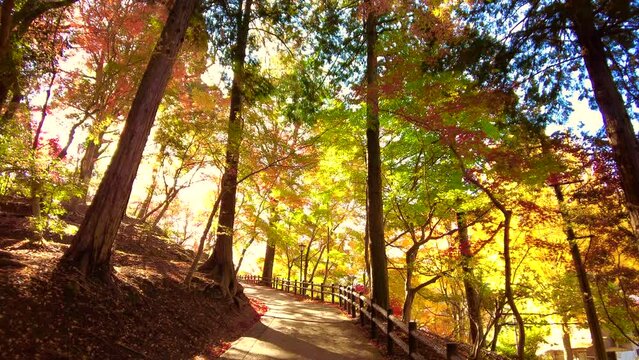 紅葉を照らす夕日と落ちる落ち葉を遊歩道を歩きながらPOVショット 4K  広島 尾関山公園の秋風景　　2022年11月18日 