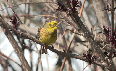 Obraz premium Yellowhammer (Emberiza citrinella) Zigolo giallo