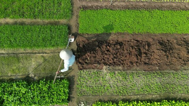 Static drone footage above a farmer working in a small field in Tra Que vegetable village, Quang Nam province, Vietnam 