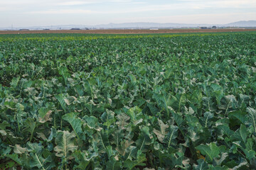 Agricultural field of cabbage plants. Young green cabbage in a row, Santa Barbara County, CA