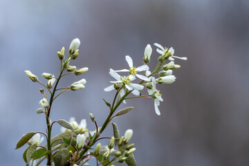 Close up texture background of serviceberry tree (amelanchier arborea) branches with newly opening flower buds and leaves in spring