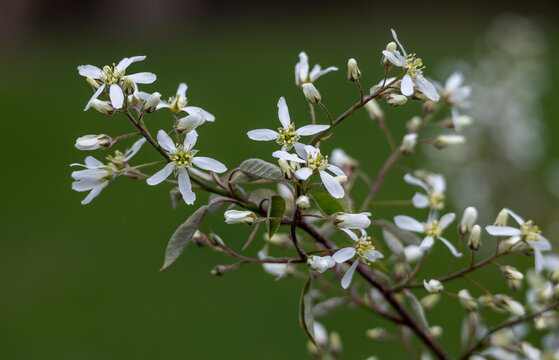 Close up texture background of serviceberry tree (amelanchier arborea) branches with newly opening flower buds and leaves in spring