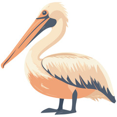 Pelican standing on claw beak open