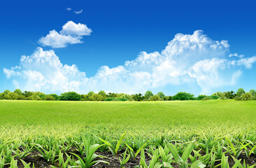 Landscape with green grass under blue sky with clouds.