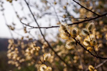 Blooming willow blurred background close-up. Willow branches Salix caprea with buds that open in early spring.