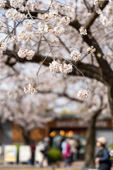 万博の桜