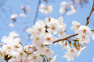 万博の桜