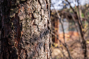 A close-up photo of a tree trunk. There is a forest in the background, and free space for text. The bark of the trunk is infected with pests. Bark destroyed by the weather. 