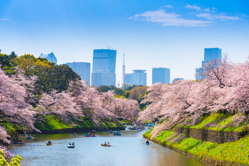 Chidorigafuchi park in Tokyo during sakura cherry blossom full bloom season in Tokyo Japan....