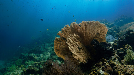 Underwater photo of Gorgonian Sea fan coral.