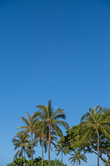 Fototapeta na wymiar Tropical Coconut Palm Tree Grove Under Turquoise Blue Sky in Hawaii.