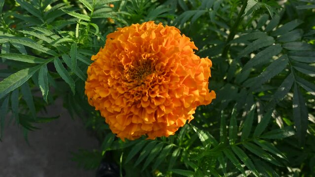 Beautiful orange marigold flower.
Tagetes is a &nbsp;annual&nbsp;or&nbsp;perennial mostly&nbsp;herbaceous plants&nbsp;in the family&nbsp;Asteraceae. They are among several groups of plants known in English as&nbsp;marigolds.
