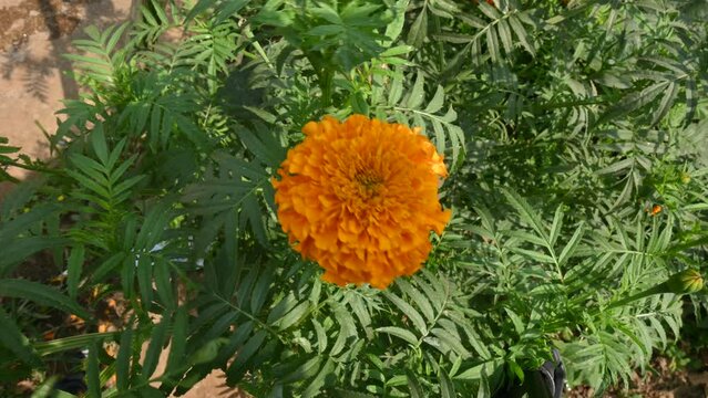 Beautiful orange marigold flower.
Tagetes is a &nbsp;annual&nbsp;or&nbsp;perennial mostly&nbsp;herbaceous plants&nbsp;in the family&nbsp;Asteraceae. They are among several groups of plants known in English as&nbsp;marigolds.