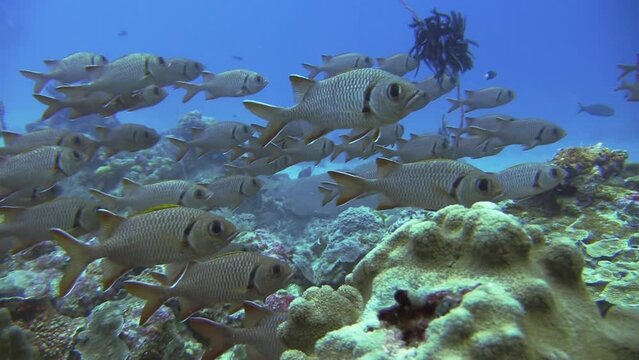 School of Blotcheye soldierfish facing current hover over topreef in tropical waters during daylight
