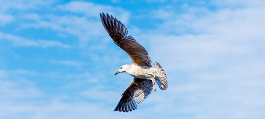 beautiful seagull flying over blue sky