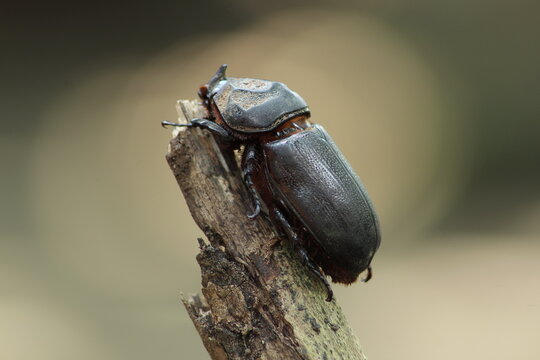 Oryctes rhinoceros perched on a dry branch.common name.Asiatic rhinoceros beetle, coconut rhinoceros beetle or coconut palm rhinoceros beetle