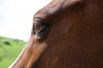 horse eye close up in profile looking at green grass in a landscape