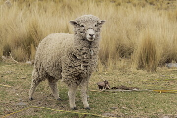 Nature's: Capturing the Beauty and Serenity of Lambs and Sheep Grazing in Iceland's Countryside and Beyond or Peru, Bolivia, Colombia andean mamals