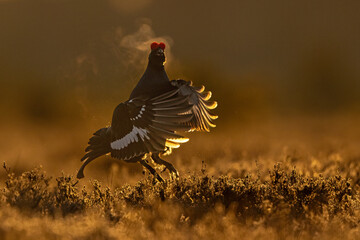 Black grouse lek at sunrise