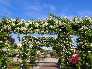 横浜　　山下公園のバラ