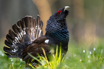 Western capercaillie in the forest scenery at spring morning
