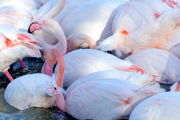 Fototapeta premium Groupe de flamants roses 