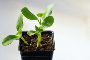 Cucumber sprouts in a plastic pot with soil ready to transplant.