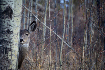 Mule deer is peaking from behind the tree in the forest in fall.