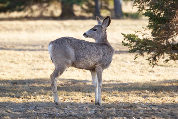 Female mule deer is standing and looking back in the forest.