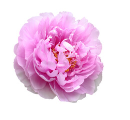 Opened pink peon flower isolated on white