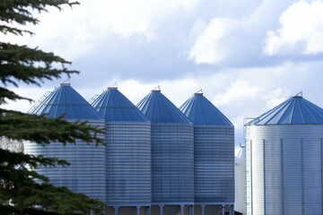Obraz premium Steel blue granaries and the spruce tree with blue sky.