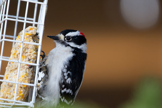 Cute Downy woodpecker is pecking suet from the feeder in spring.