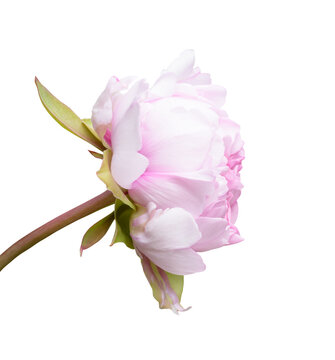 Light pink peony flower, side view on white