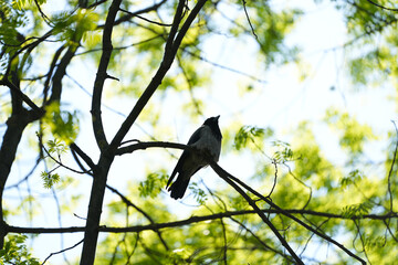 crow in the tree. photo during the day.