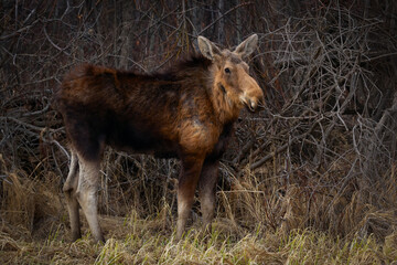 Moose is standing alone in the wood in early spring.