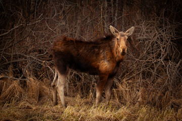 Moose is standing alone in the wood in early spring.