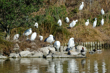 Oiseaux sur les rives d'un &eacute;tang en Camargue
