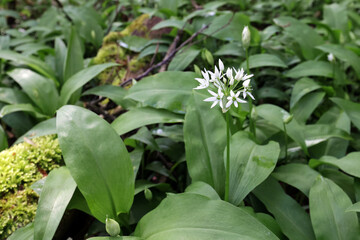 flowering wild garlic