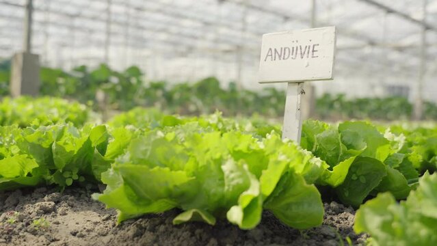 Dutch nameplate in the ground between the cultivated Endive crops in a Dutch greenhouse.